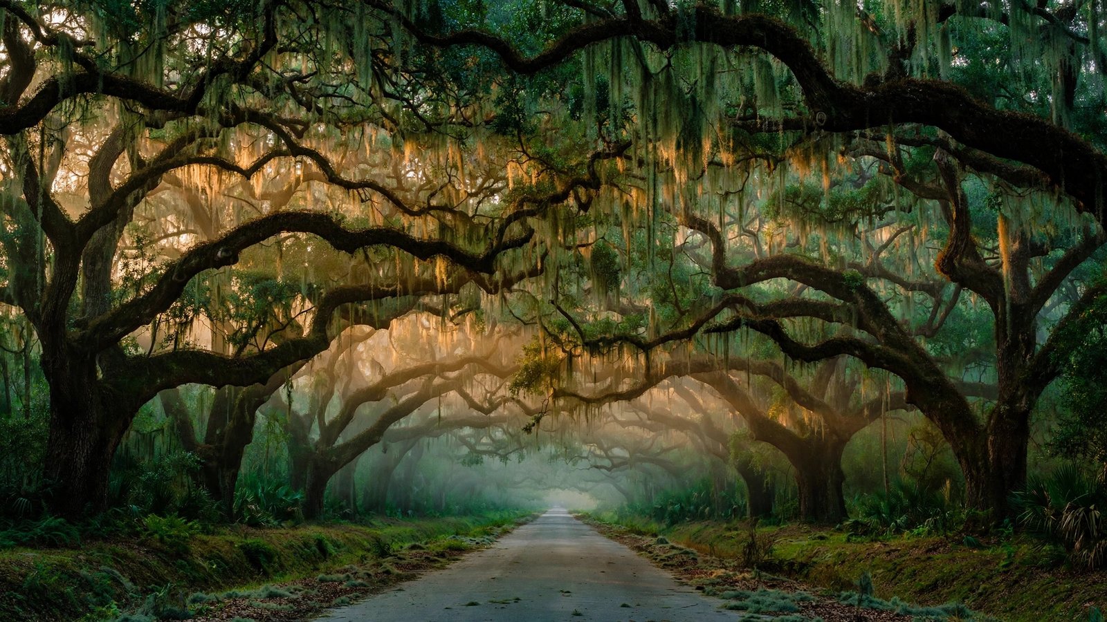 Live oak alley at dusk